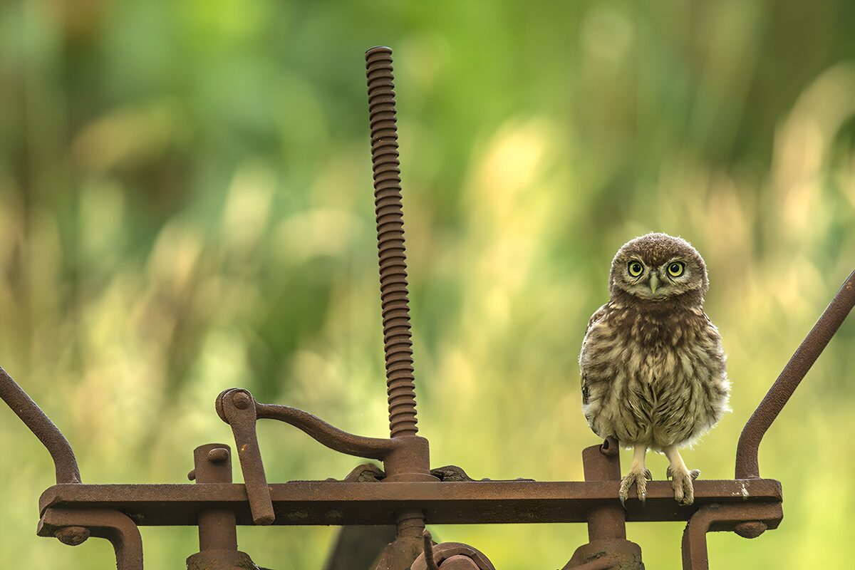 Little Owl on Rustic Machinery