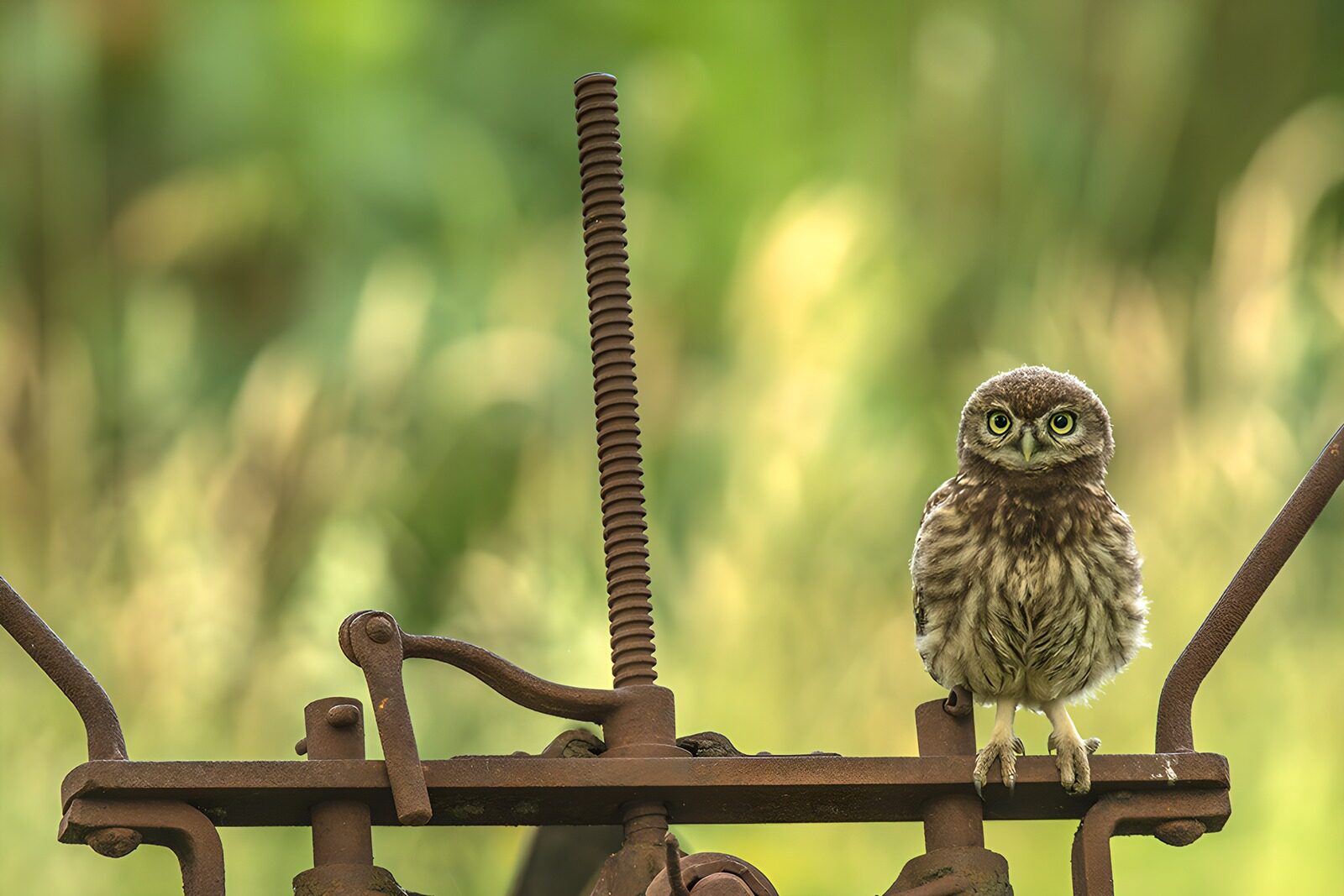 OCCOM2980709: Little Owl on Rustic Machinery