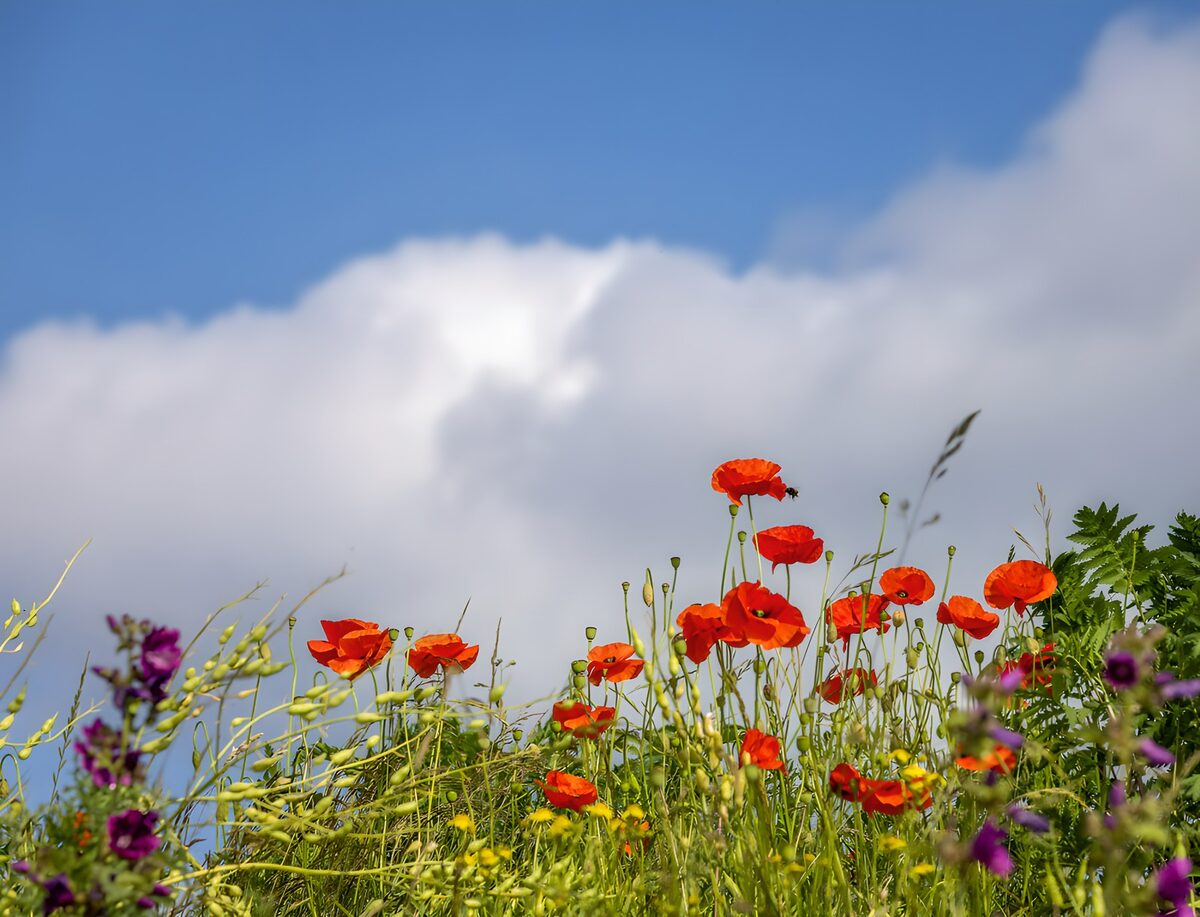 OCCOM5756079: Vibrant Poppies Under Blue Skies