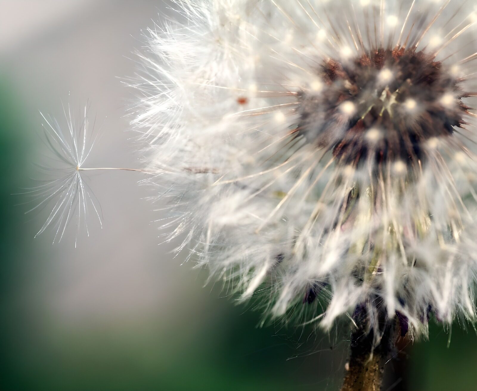 OCCOM3797825: Delicate Dandelion Seed in Flight