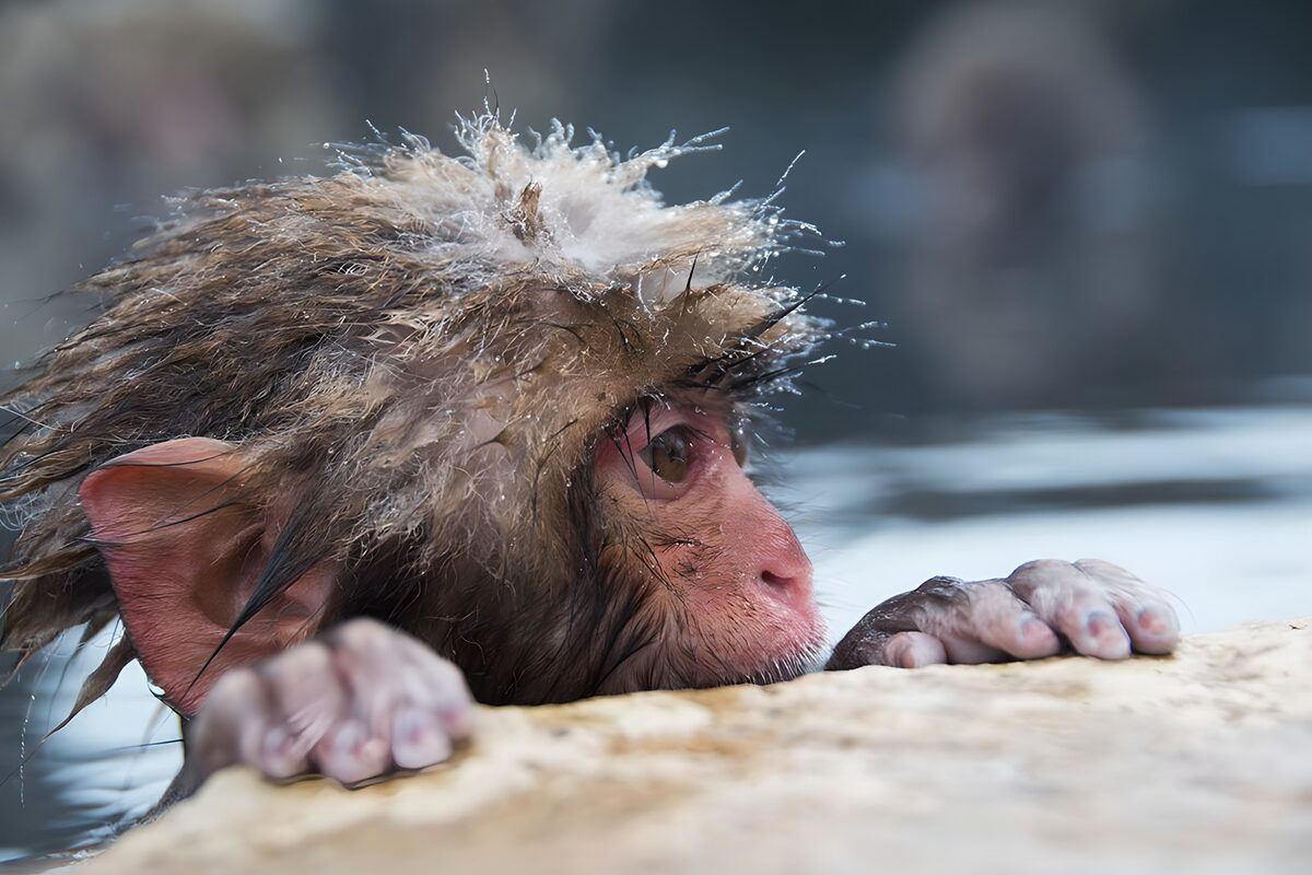 Curious Monkey in Water