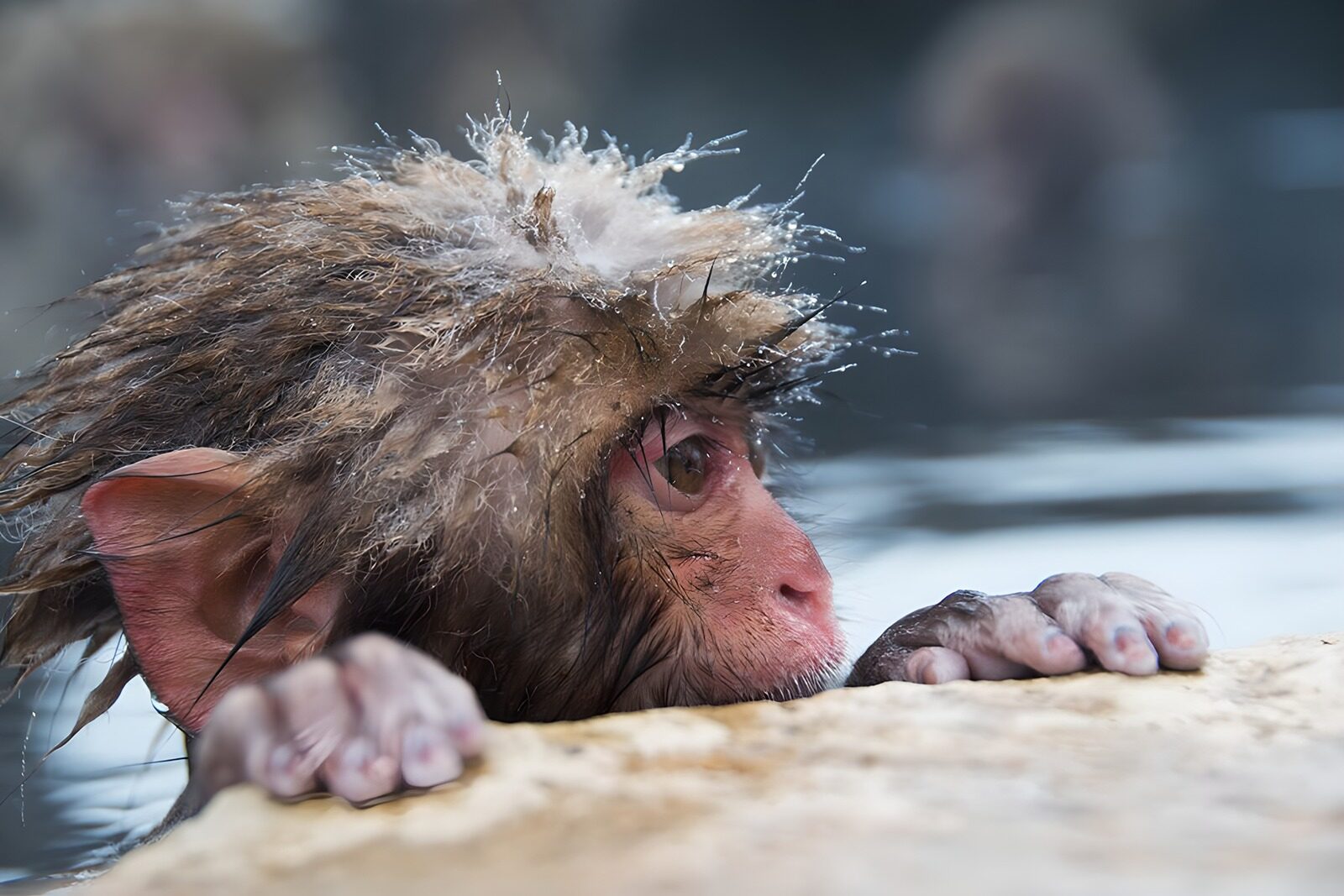 OCCOM3473827: Curious Monkey in Water