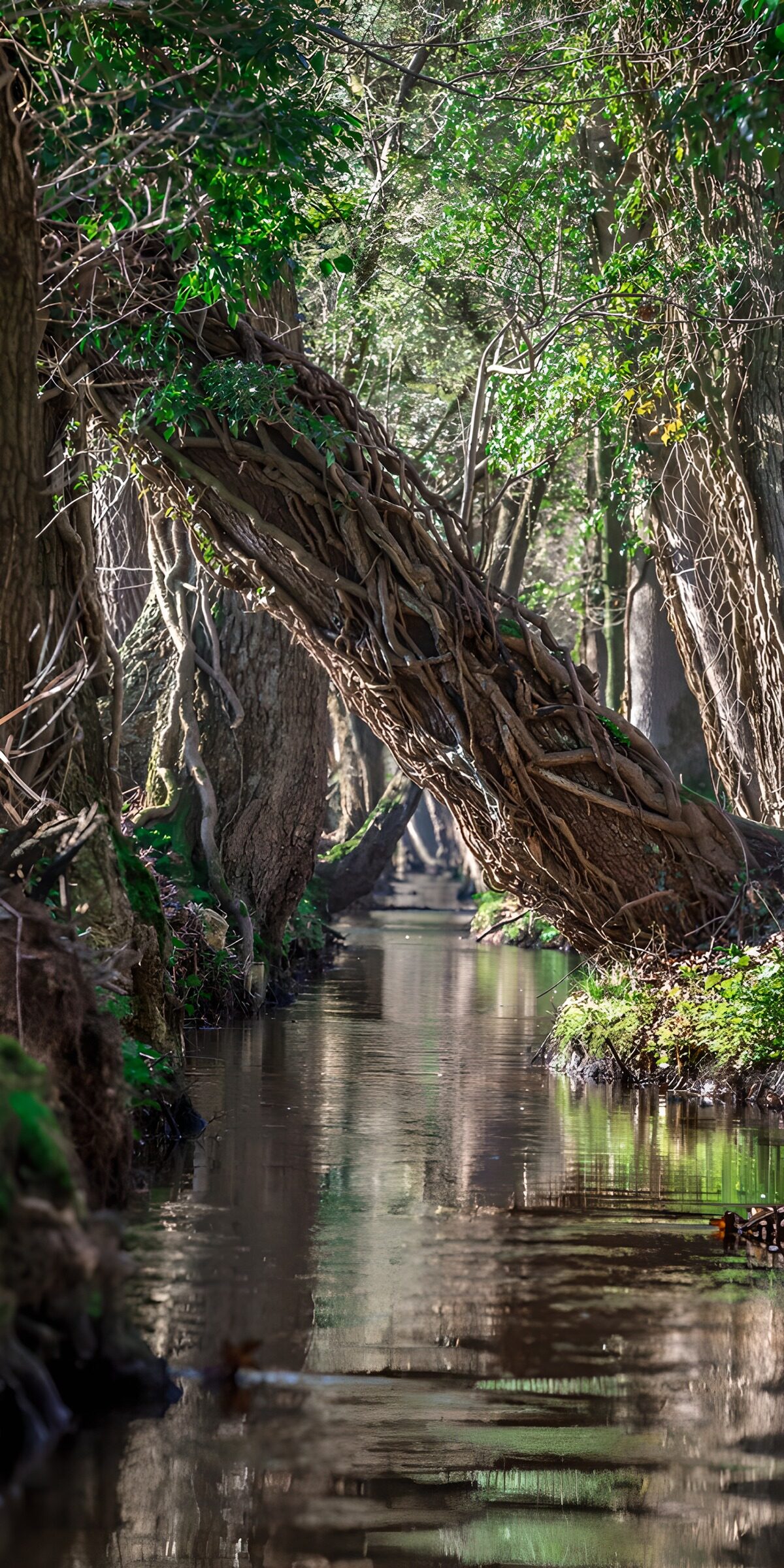 OCCOM9049130: Enchanted Forest Stream