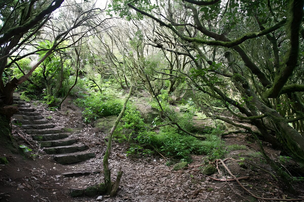 Enchanted Forest Pathway