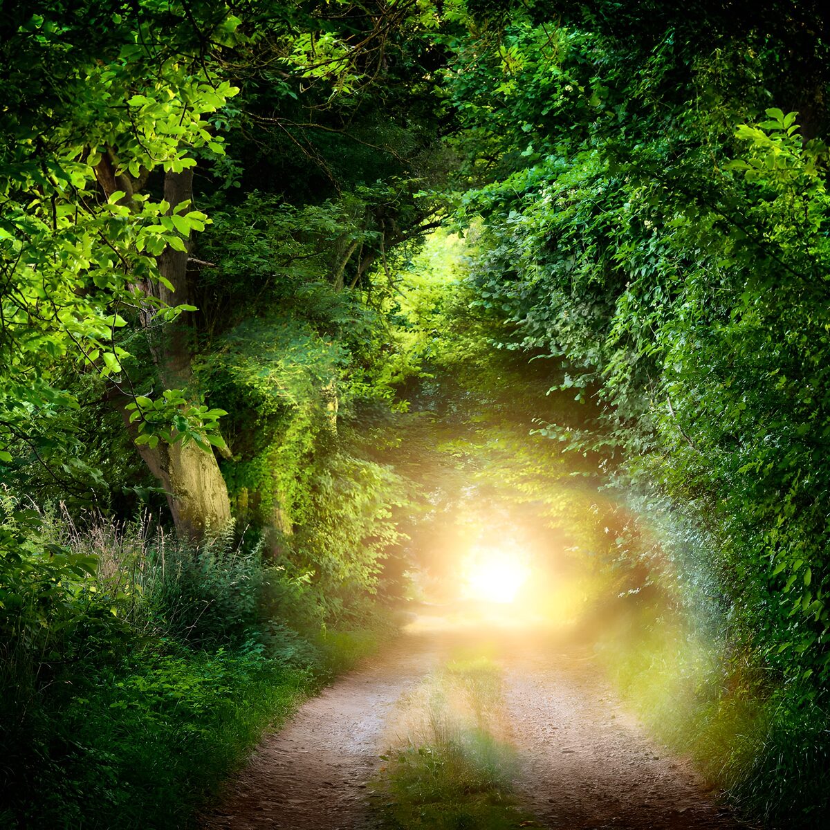 OCCOM2196431: Enchanted Forest Pathway