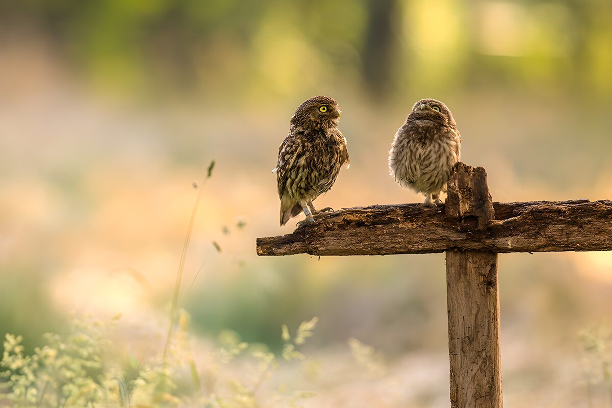 Two Little Owls on a Wooden Perch