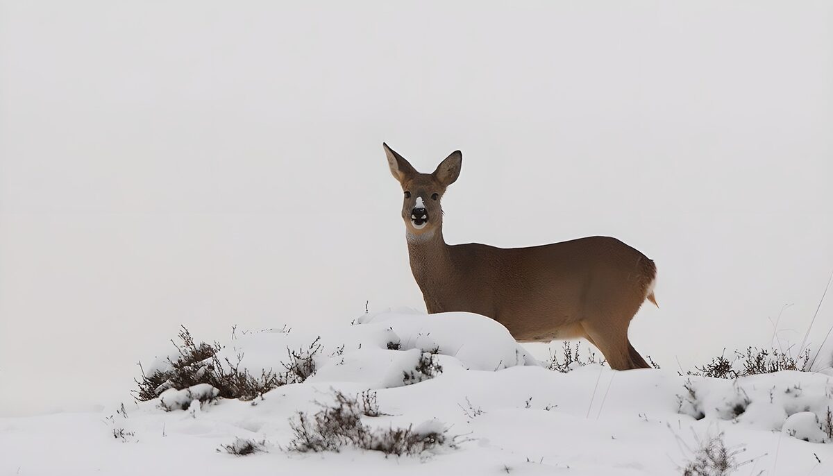 Winter Stag Among the Snow