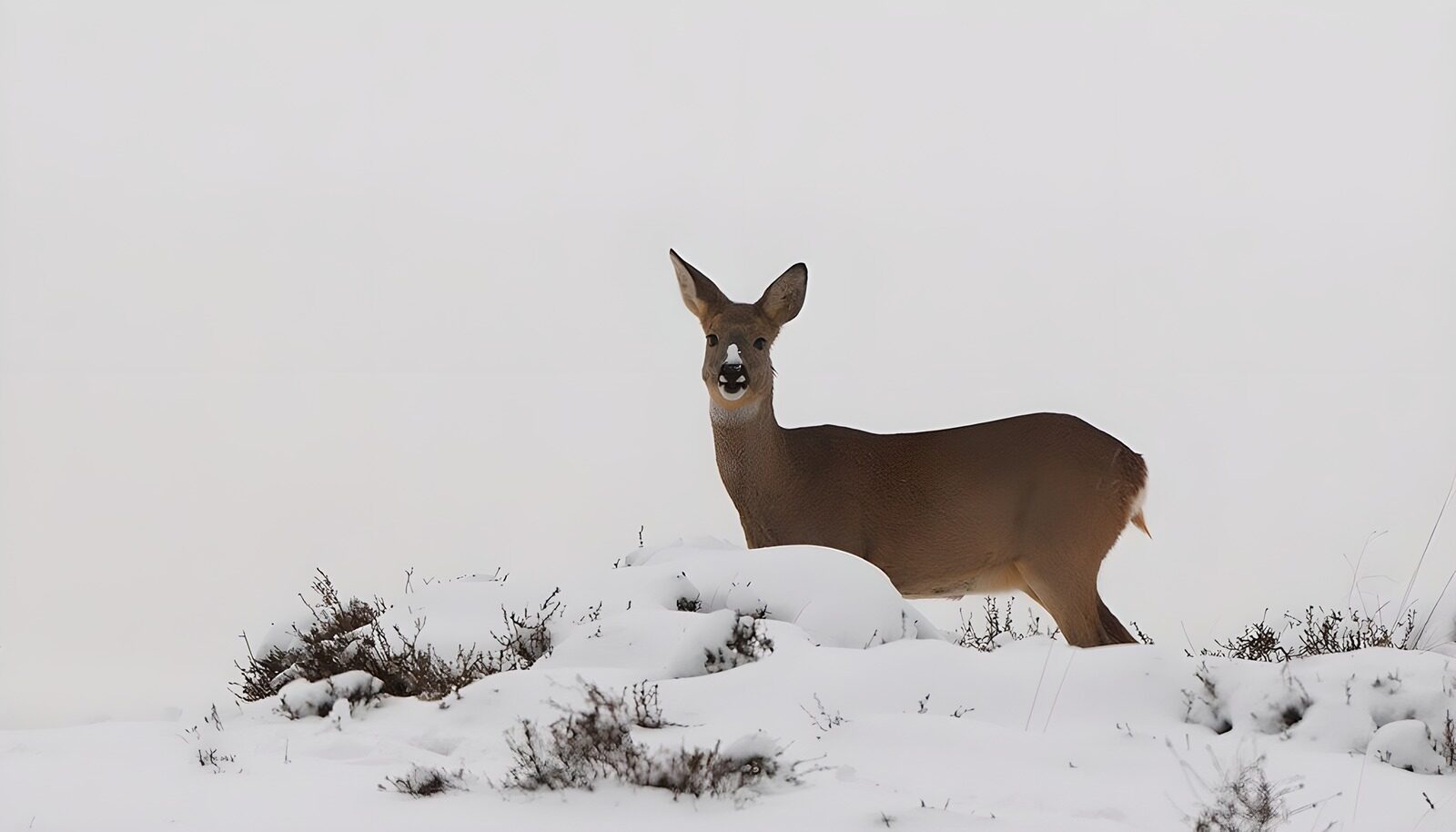 OCCOM3921074: Winter Stag Among the Snow
