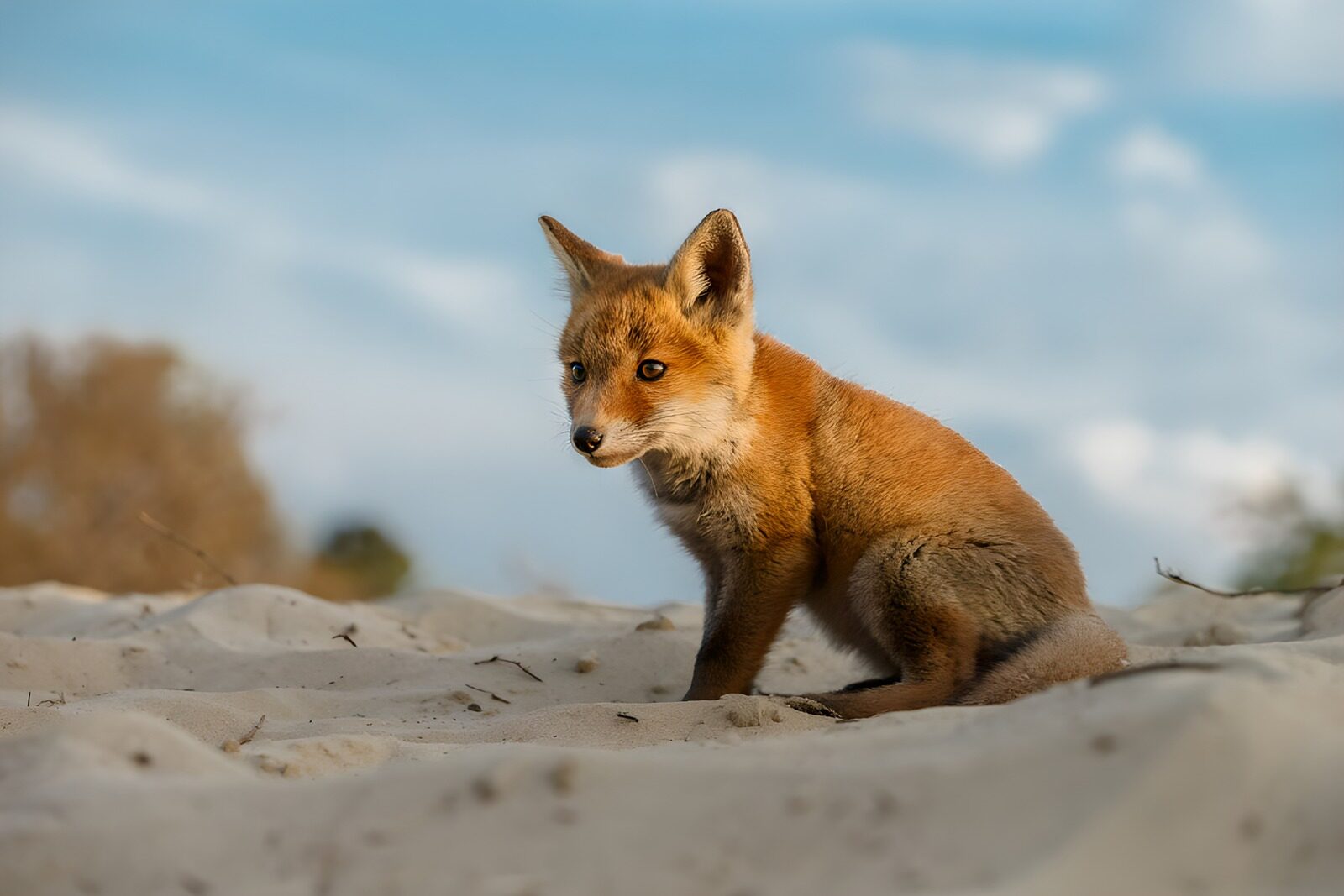 OCCOM7541987: Curious Fox Cub on the Sand