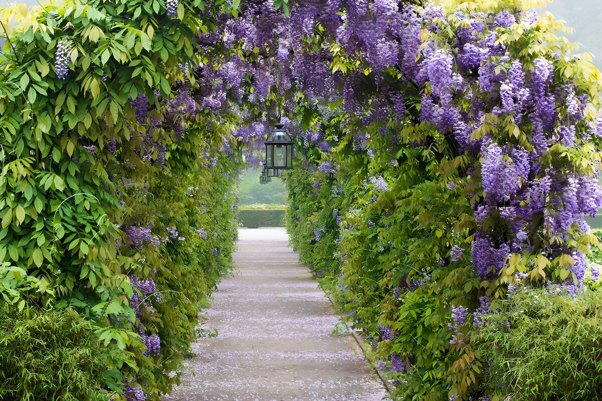 OCCOM2361356: Lavender Wisteria Garden Archway