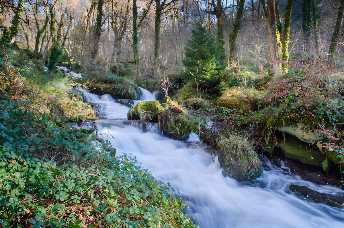 Tranquil Forest Stream