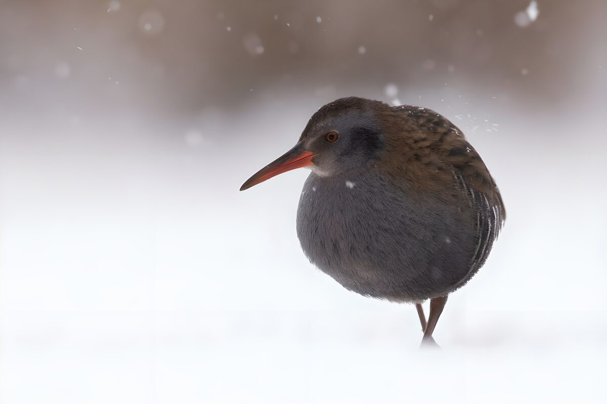 OCCOM7246209: Mysterious Bird in a Snowy Landscape
