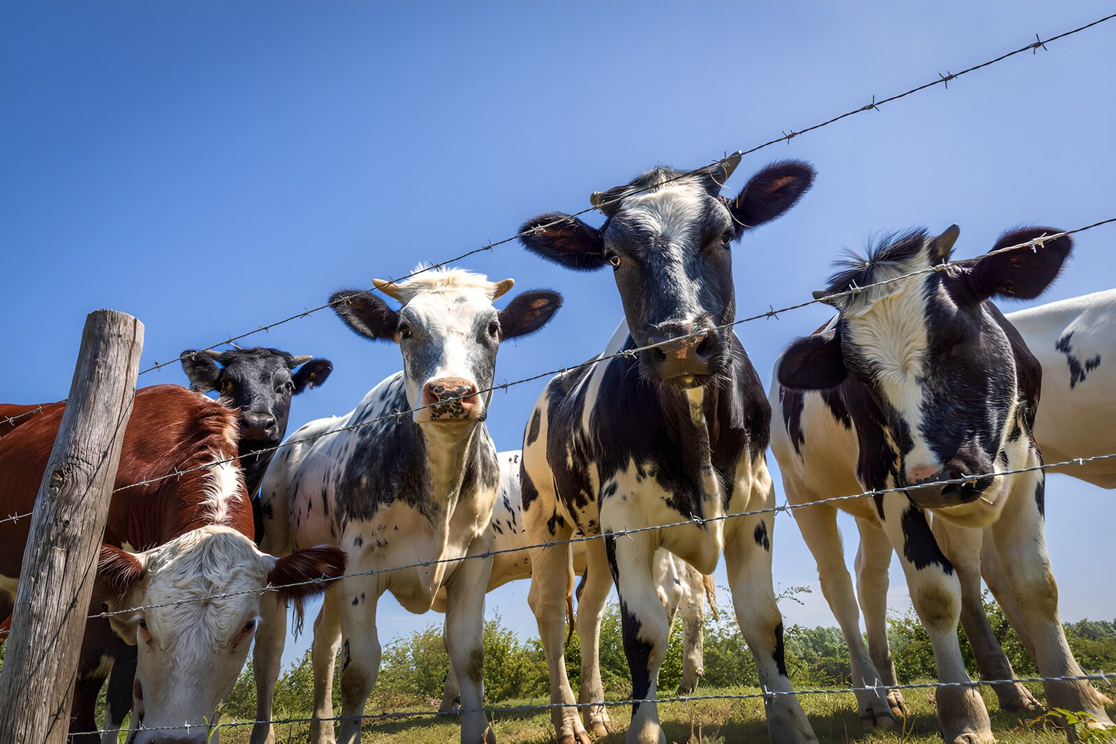 OCCOM8267121: Curious Cows at the Fence