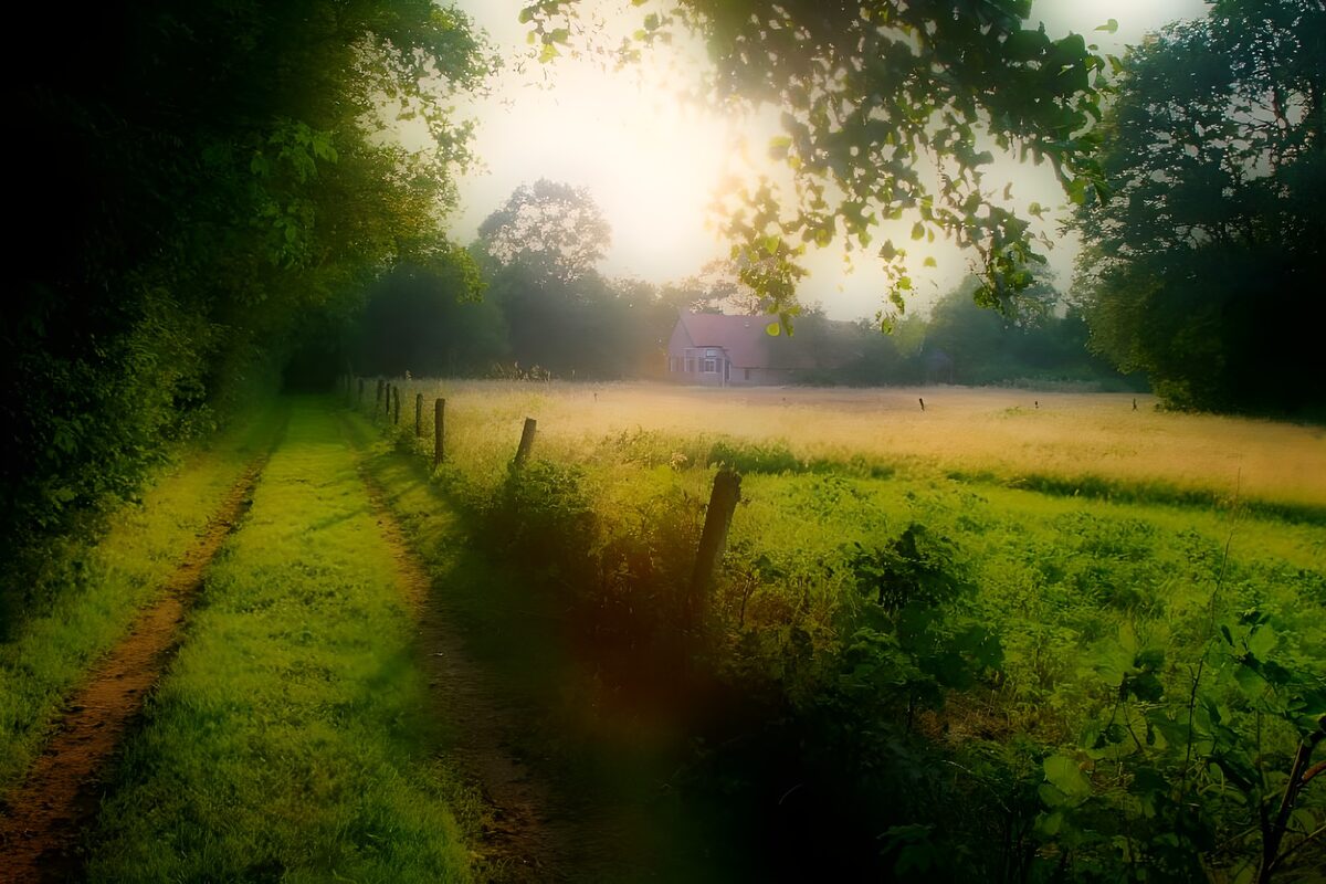 OCCOM9688867: Serene Country Path at Sunrise