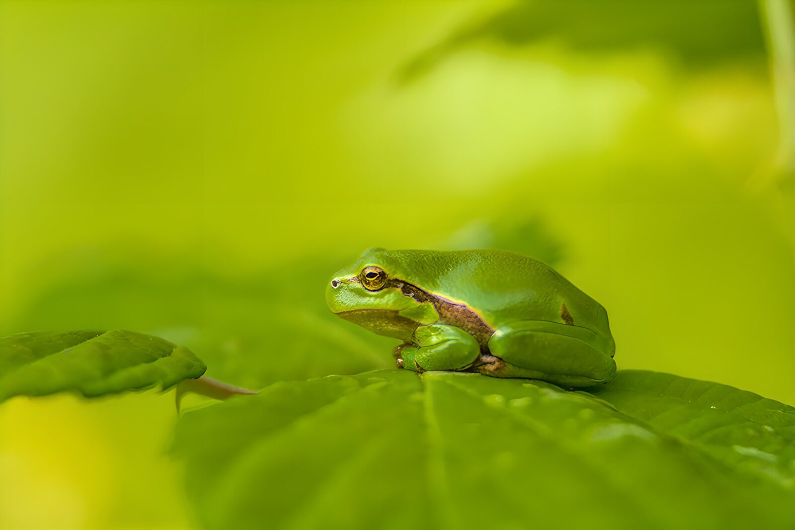 OCCOM6312375: Vibrant Green Frog on a Leaf
