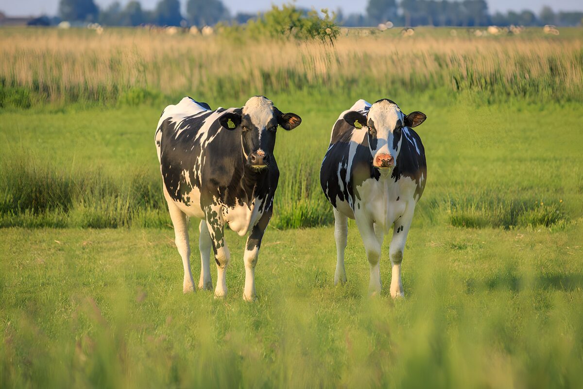 Two Playful Cows in the Field