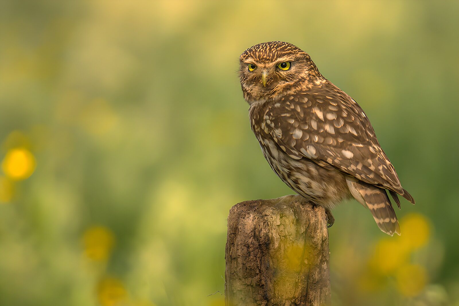 OCCOM8129837: Watchful Little Owl in Natural Habitat