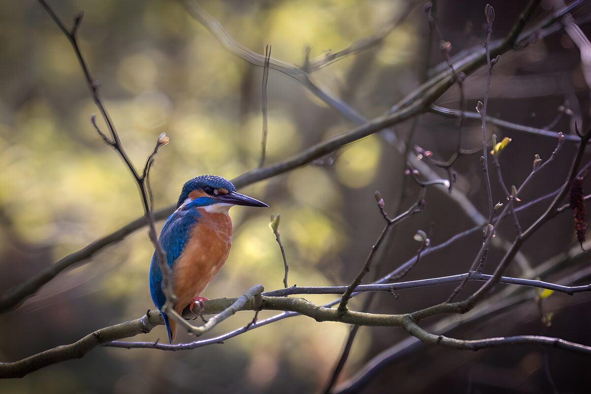 OCCOM1396155: Vibrant Kingfisher on a Branch
