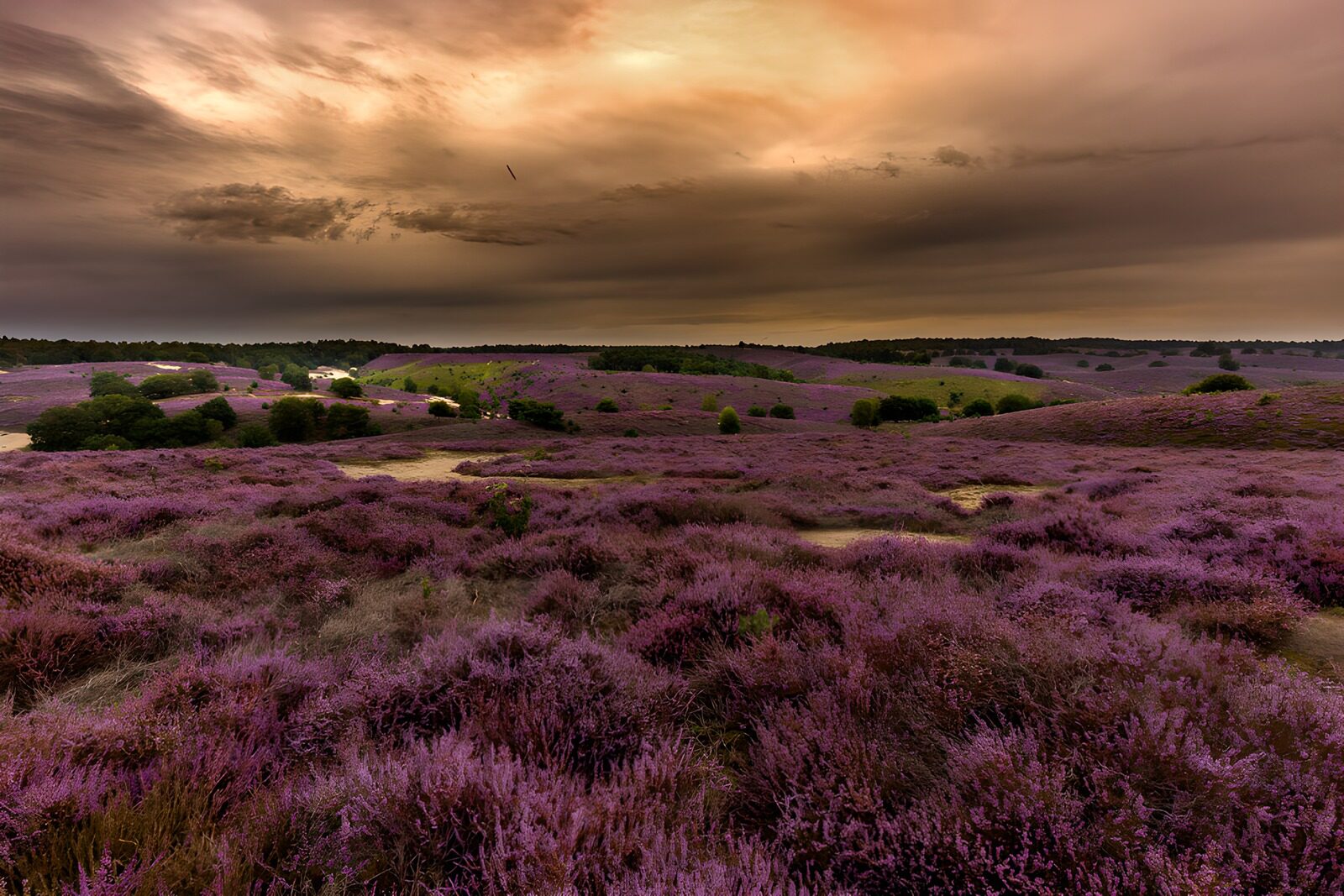 OCCOM9147224: Lavender Fields Under Dramatic Skies