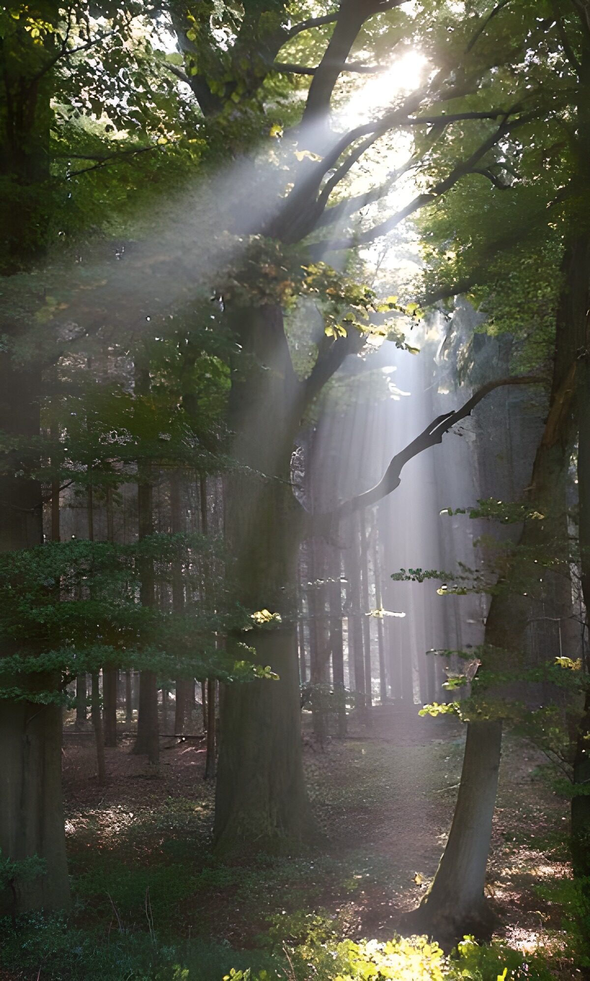 Sunlight Rays Through the Forest