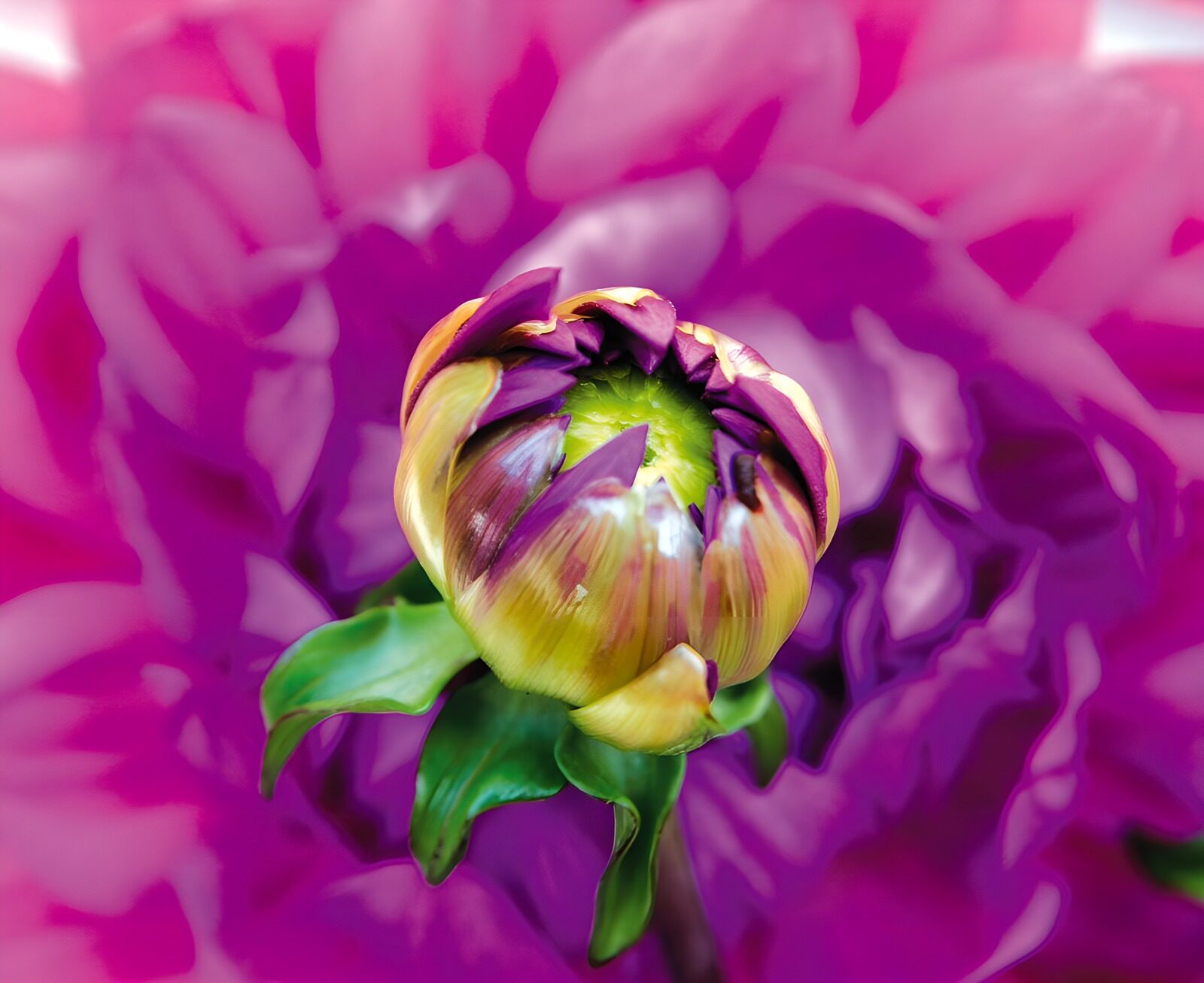 OCCOM5801874: Vibrant Flower Bud Amidst Blossoms