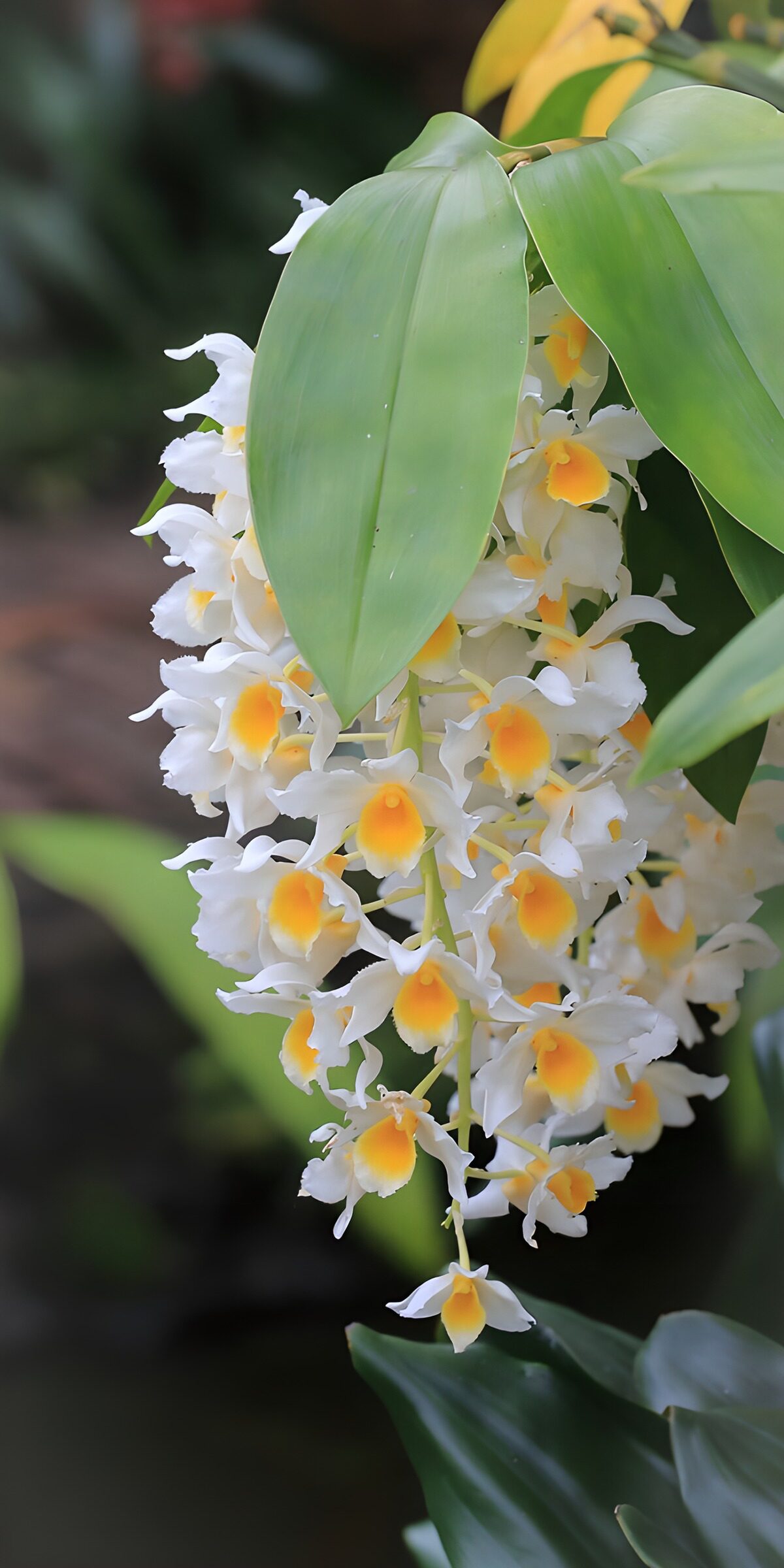 OCCOM8944973: Elegant White Orchid Blossoms