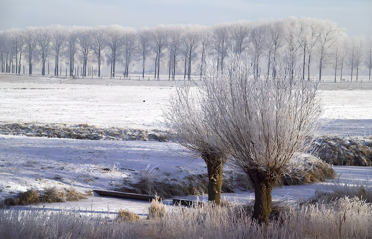 Winter Wonderland in Frosted Landscapes