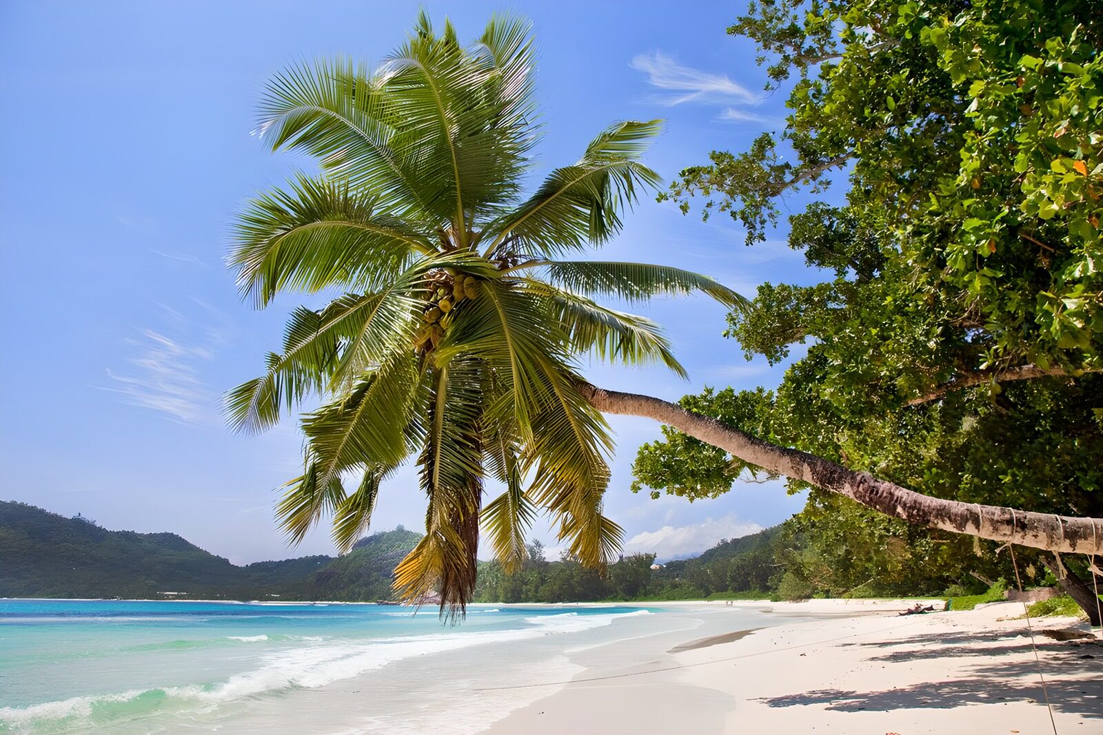 OCCOM5795413: Tropical Paradise: A Serene Beach Scene