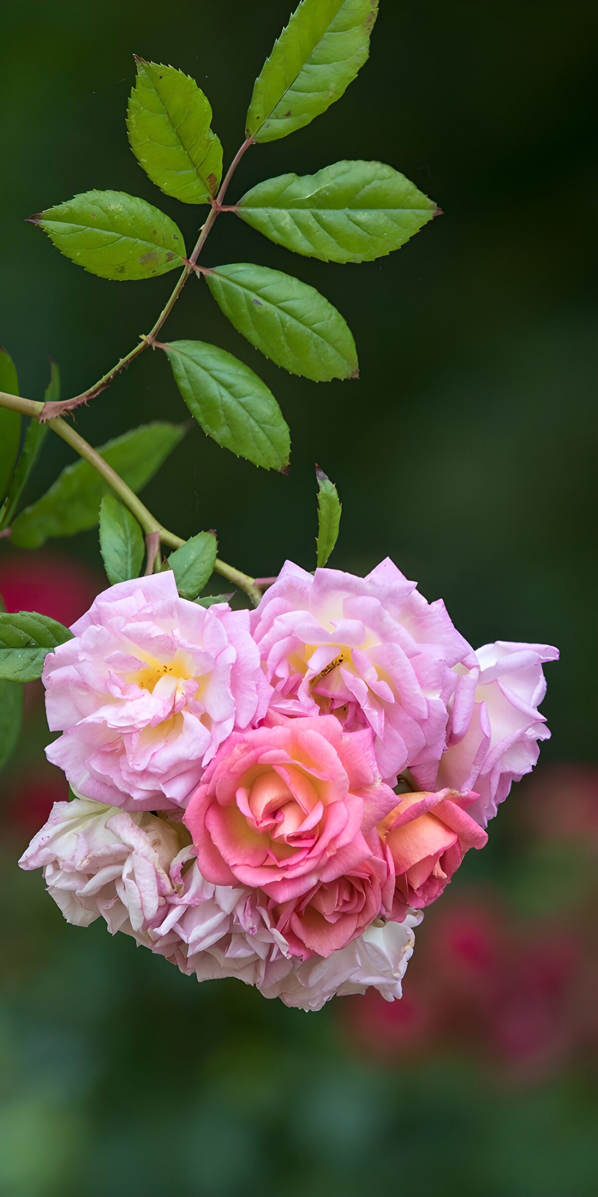 Bouquet of Delicate Roses