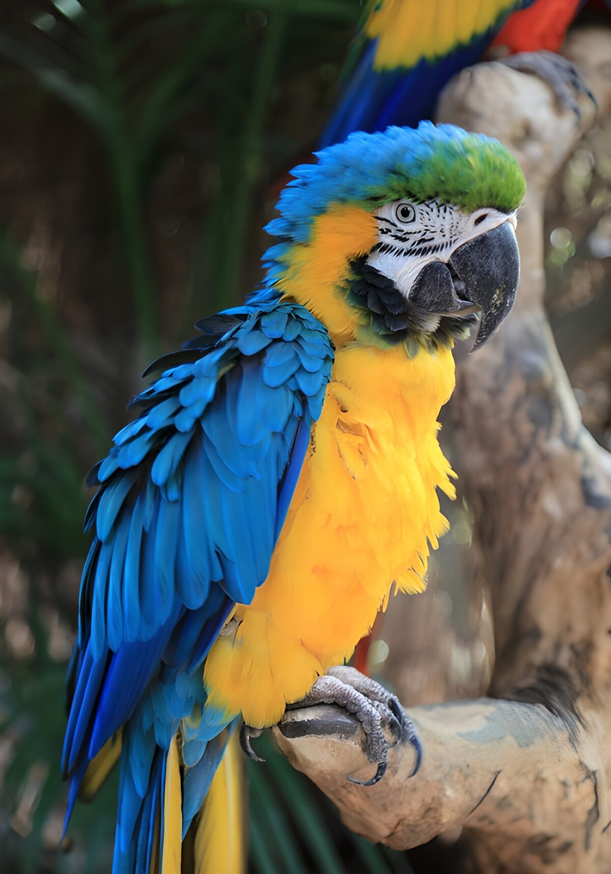 Vibrant Macaw in Nature