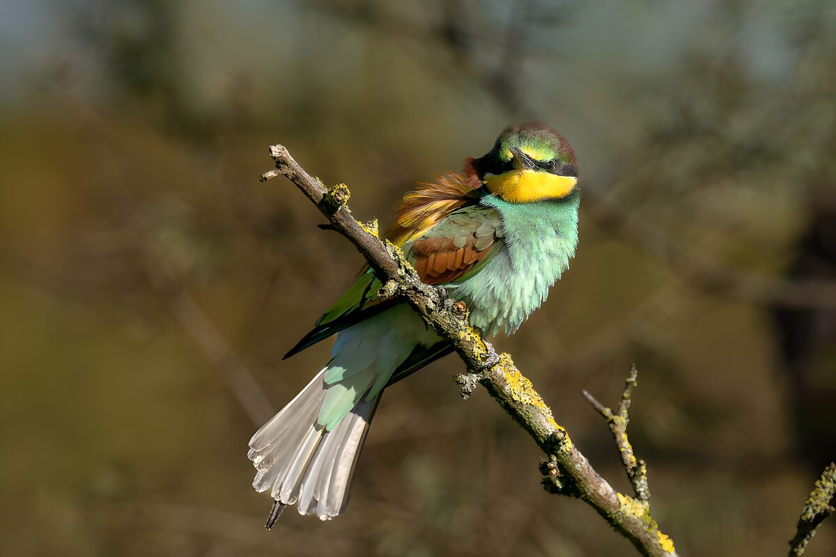 Colorful Bird Perched on a Branch