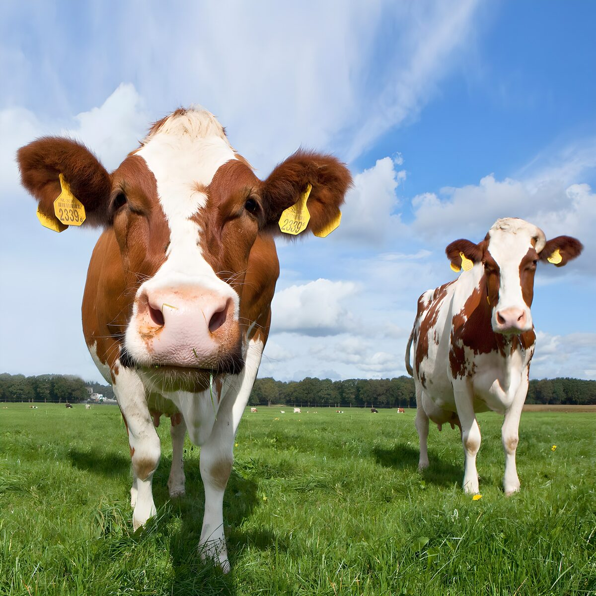 Curious Cows in a Lush Green Field