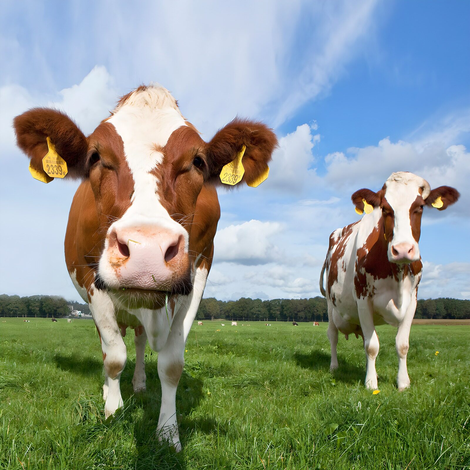 OCCOM4166984: Curious Cows in a Lush Green Field