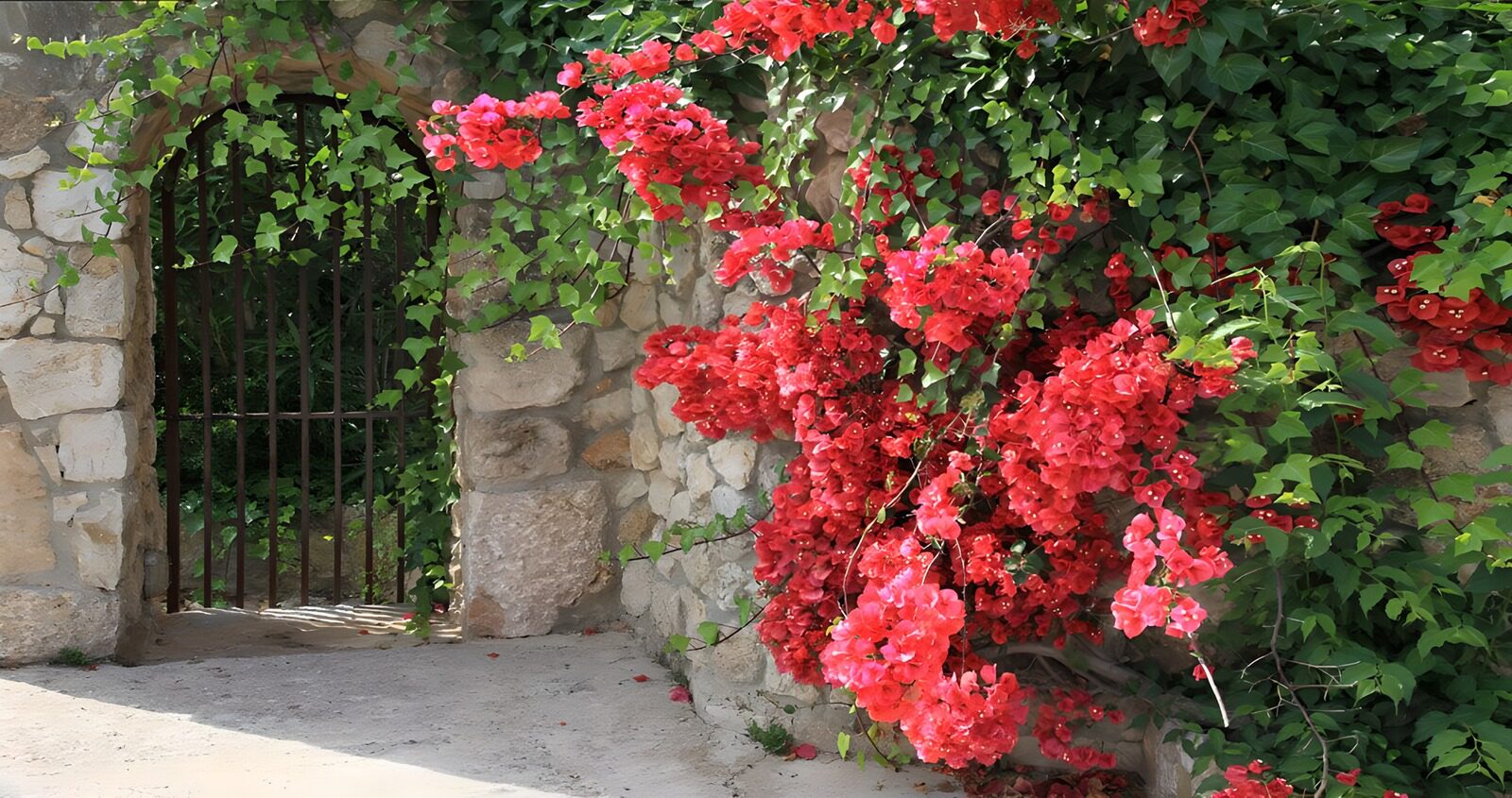OCCOM8490153: Vibrant Bougainvillea by Stone Archway