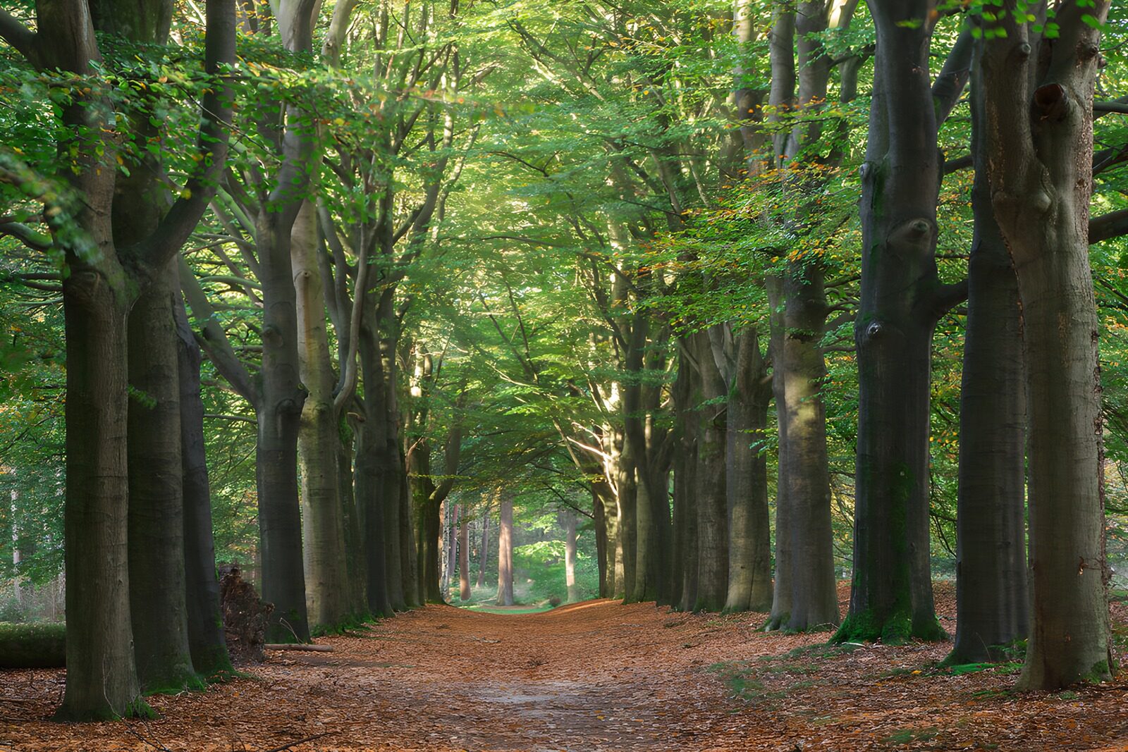 OCCOM1010386: Enchanted Forest Pathway