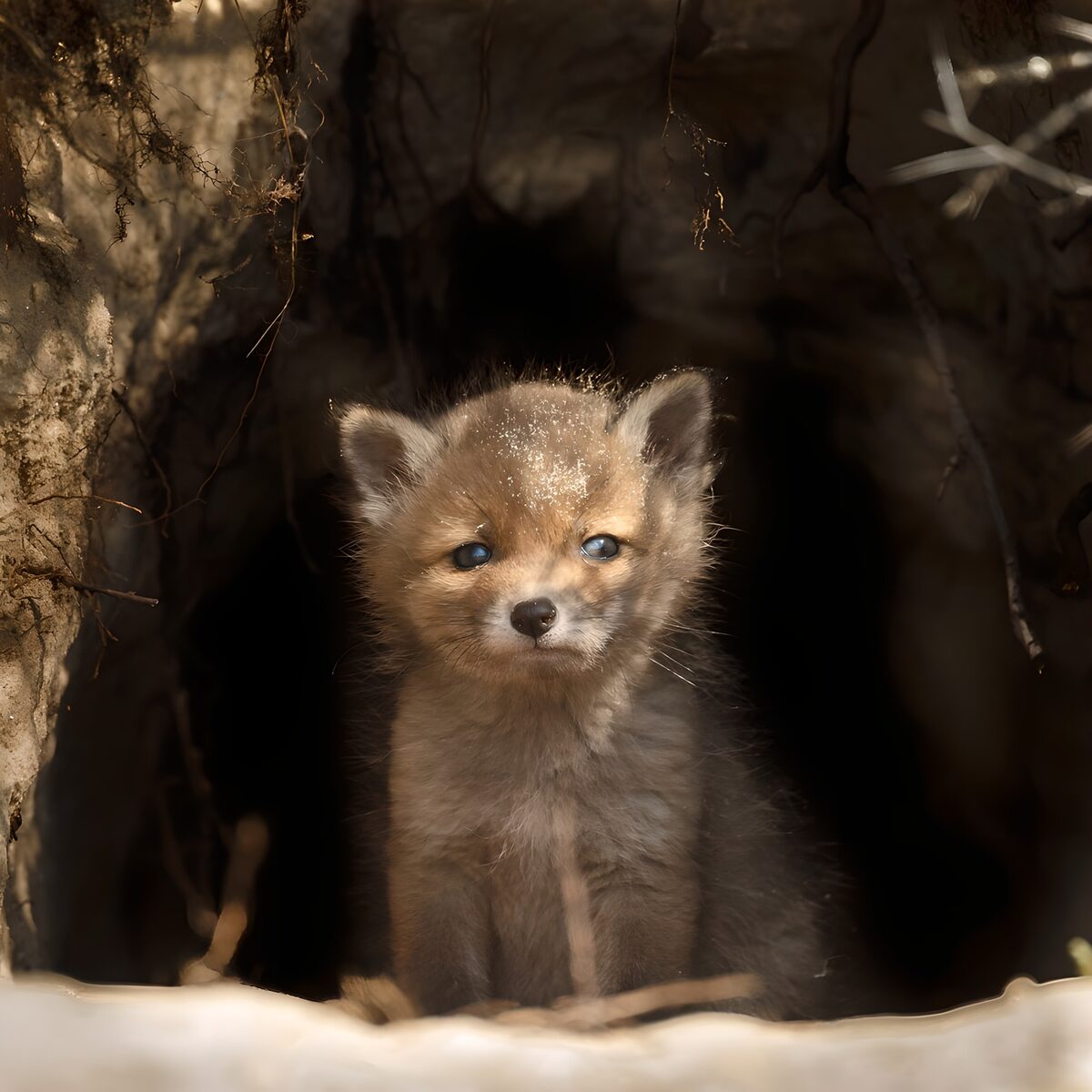 Curious Fox Pup in the Light