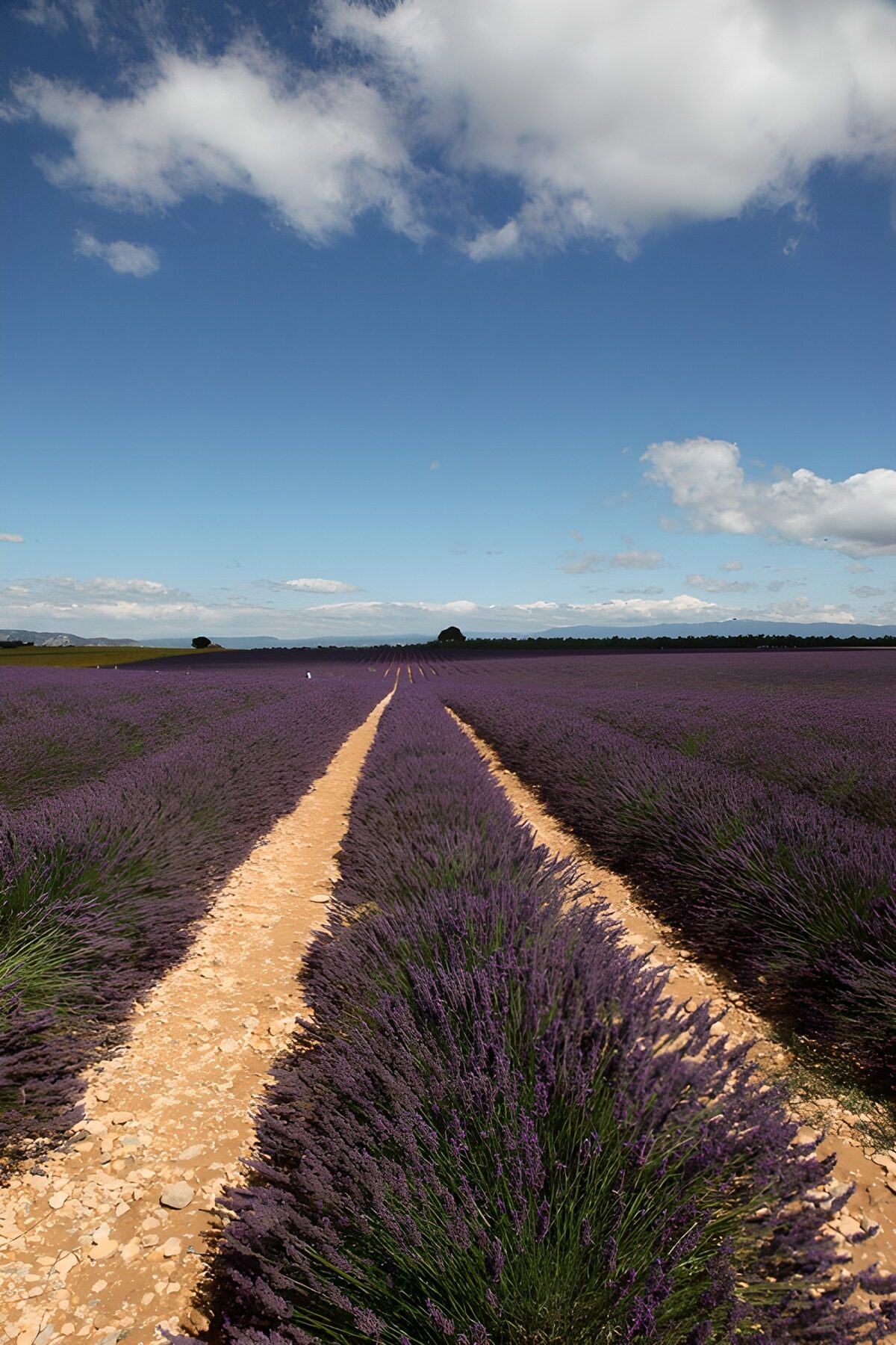 OCCOM2513655: Serene Lavender Fields Under Blue Skies