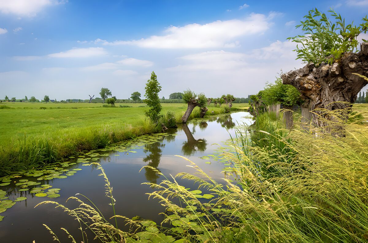OCCOM6994407: Serene Waterscape with Lush Greenery