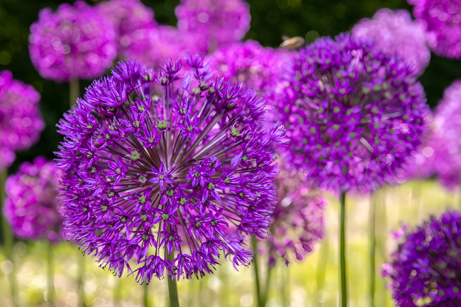 OCCOM8283369: Vibrant Purple Allium Blooms in Spring