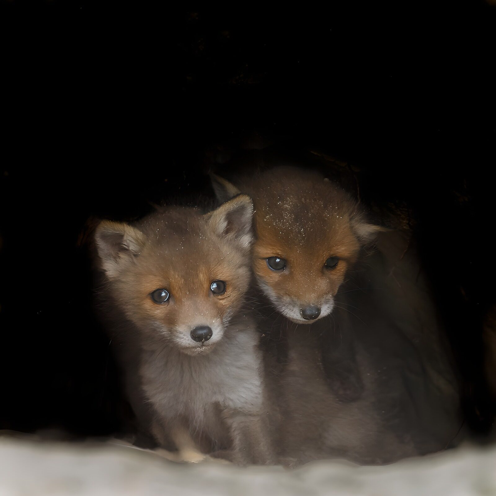 OCCOM3173170: Playful Fox Cubs Hiding in Den