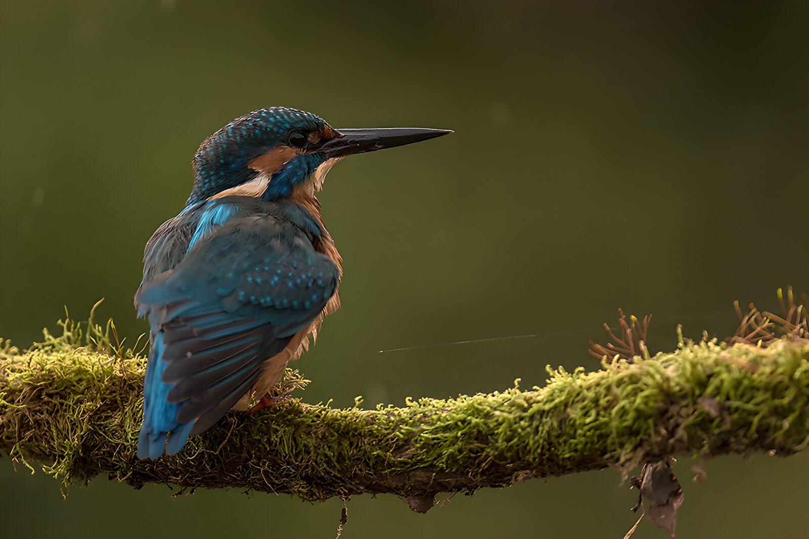 OCCOM8553503: Kingfisher on a Mossy Perch