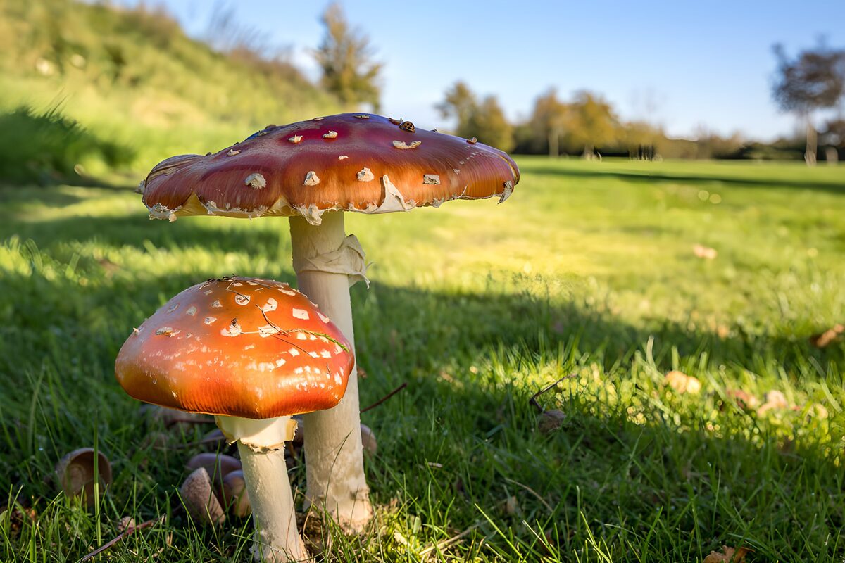 Enchanting Red Mushrooms in Nature