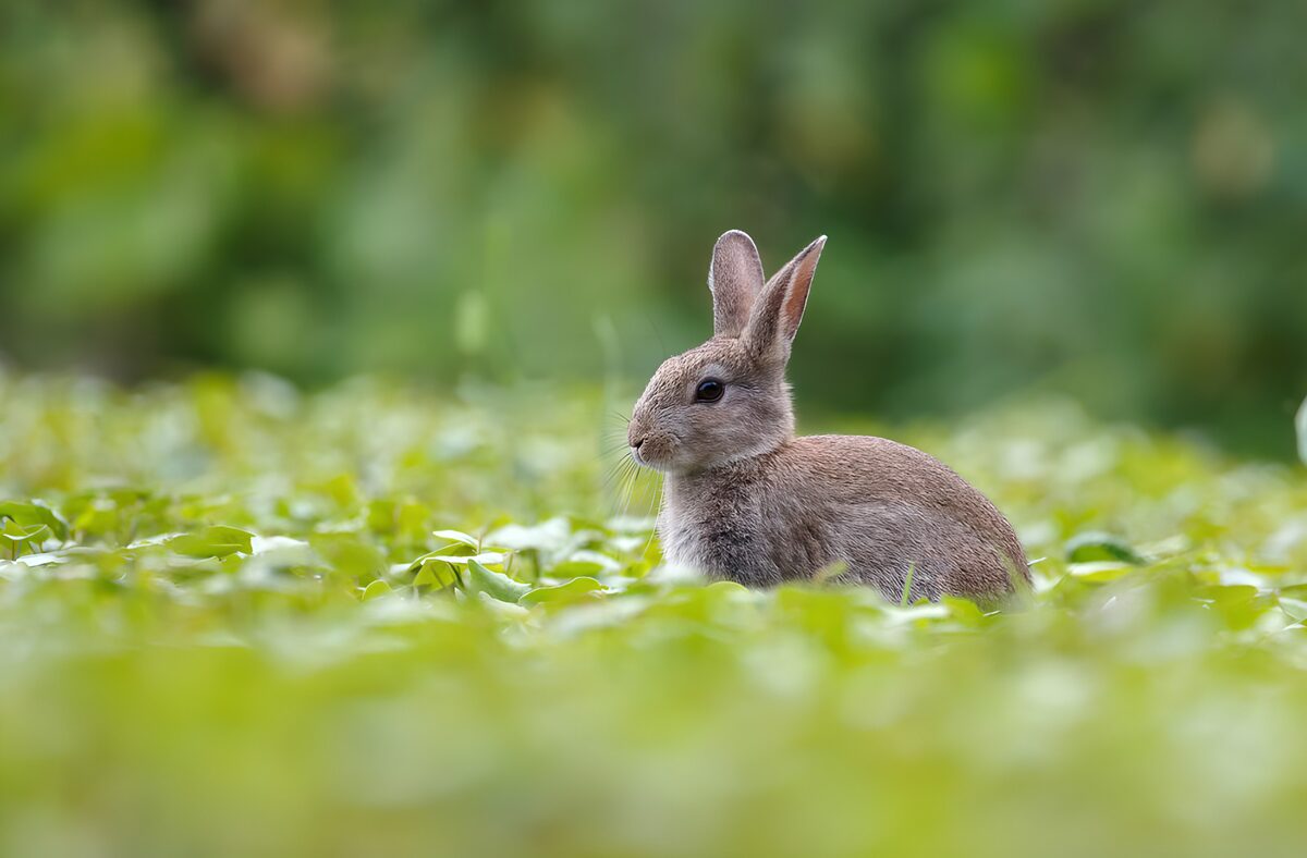 The Tranquil Rabbit in Greenery