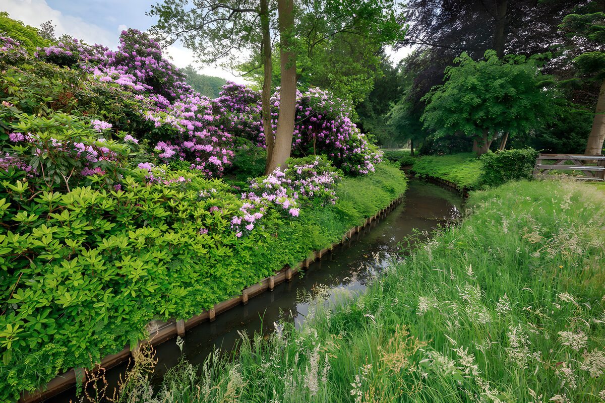 OCCOM6742493: Serene Stream Surrounded by Blooming Flora