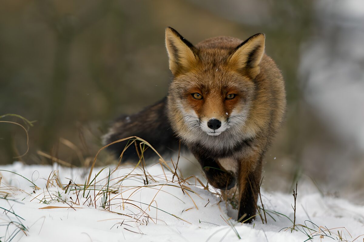 Fox in the Winter Snow