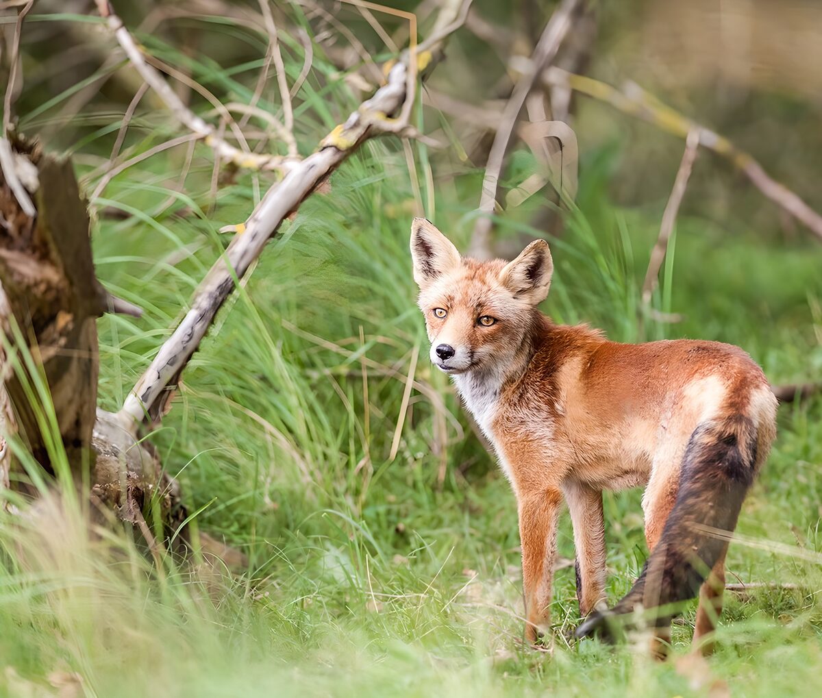 OCCOM5555940: Curious Fox in a Natural Habitat