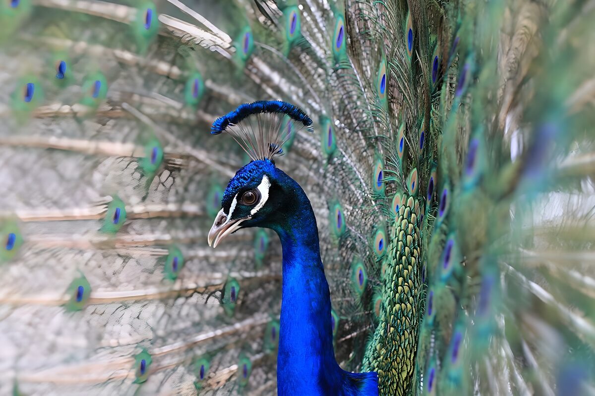 Majestic Peacock Display