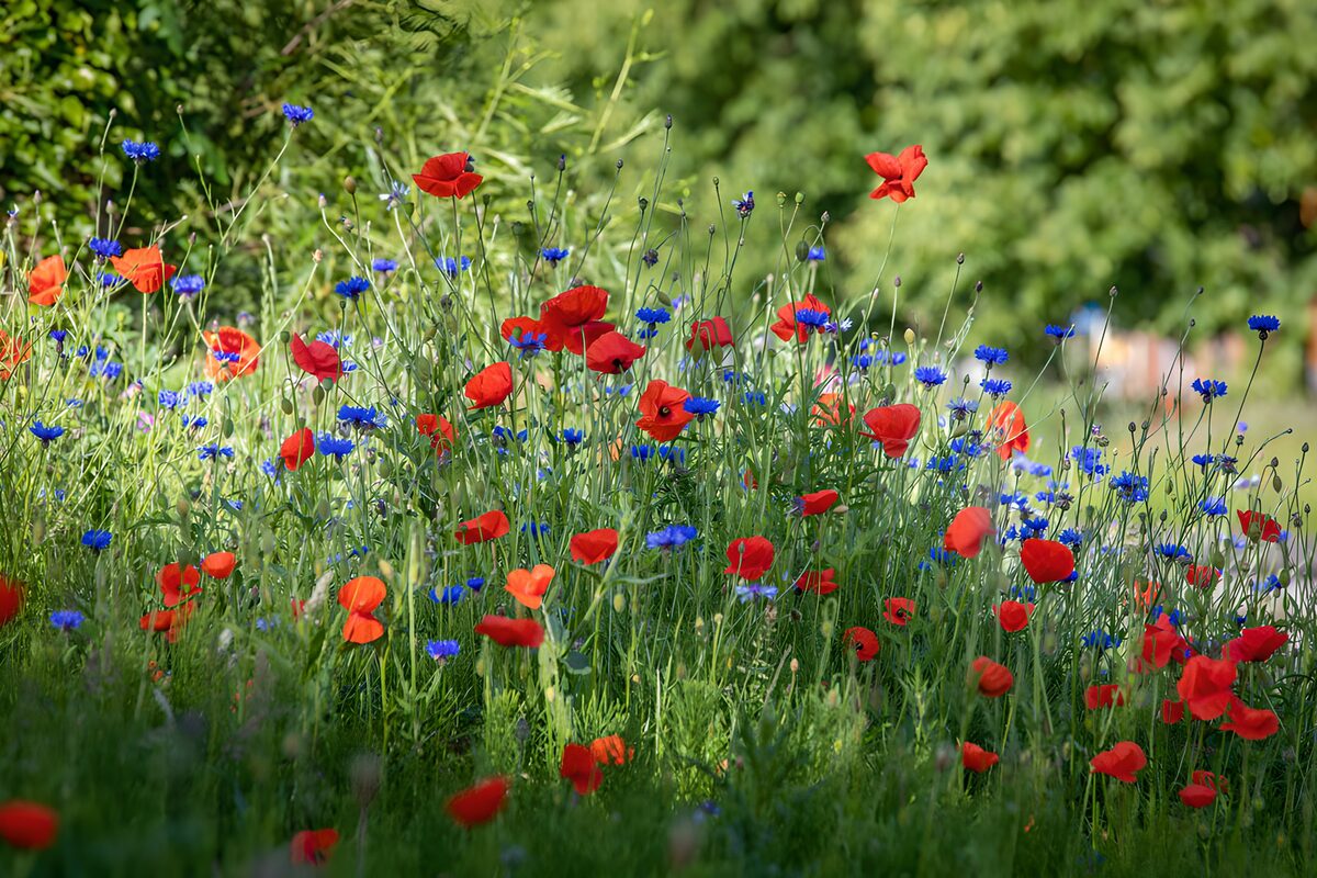 OCCOM3967362: Vibrant Wildflower Meadow