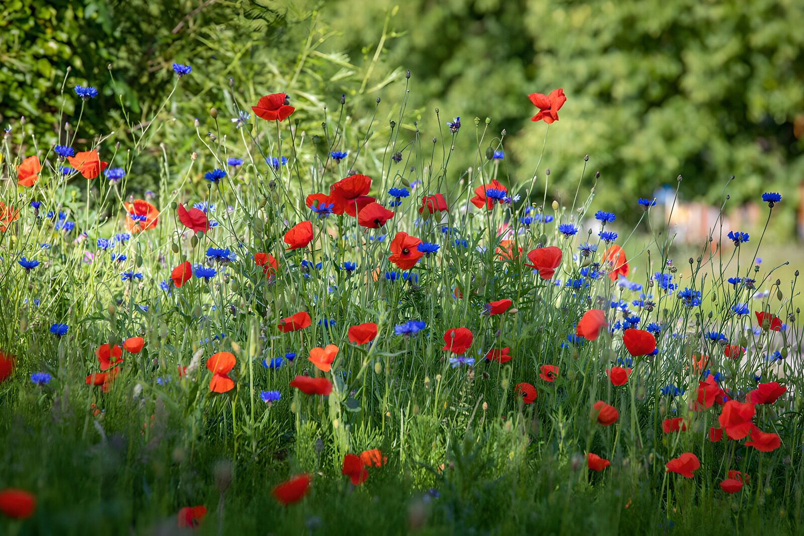 OCCOM3967362: Vibrant Wildflower Meadow