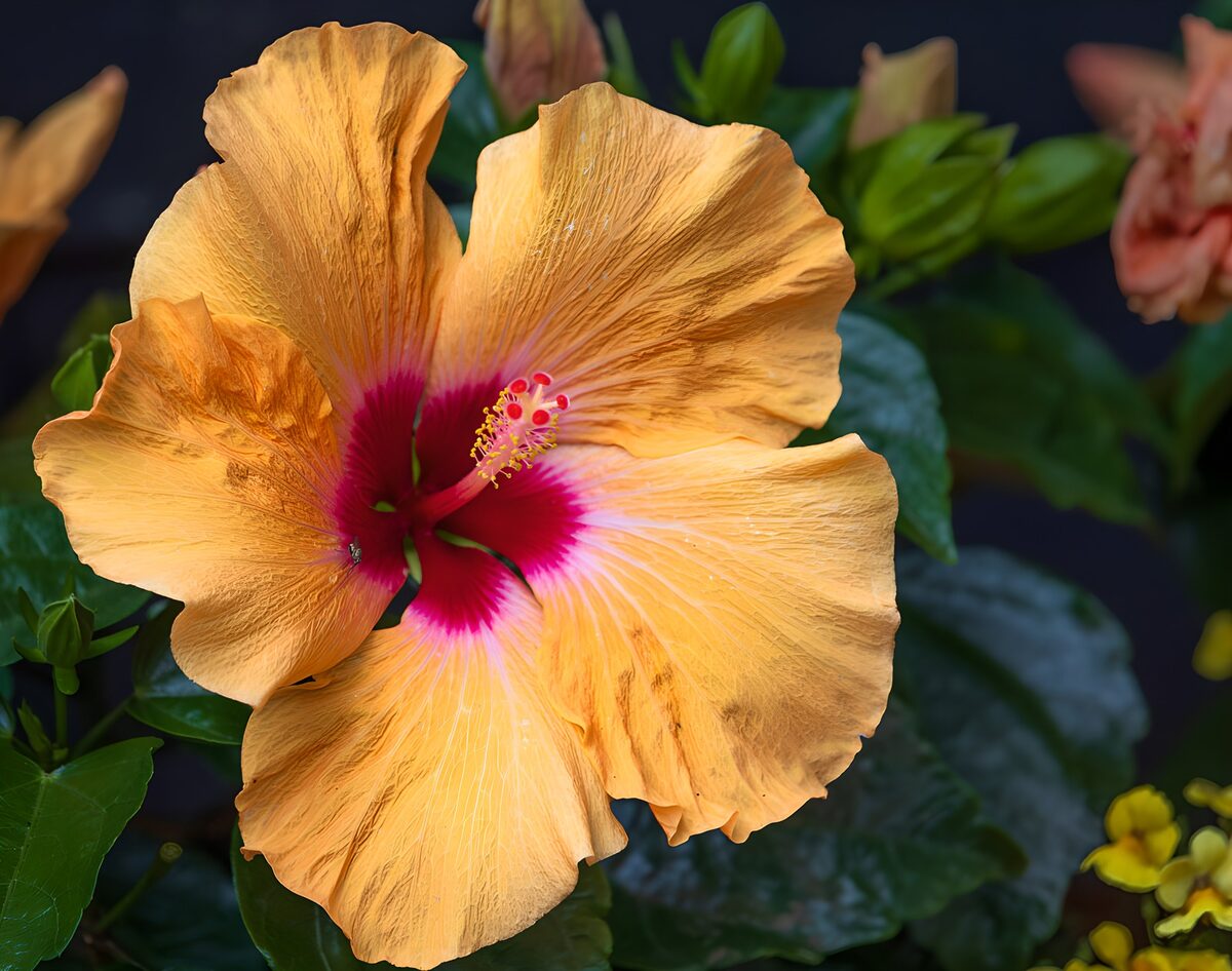 Orange Hibiscus with Vibrant Red Center